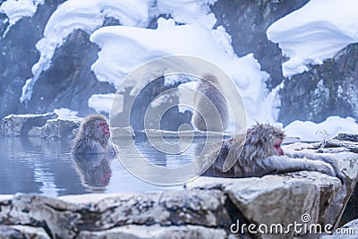 Snow monkeys. Hakodate is famed for its monkeys a rare sight with their human-like passion for bathing in the hot springs. Japan Stock Photo