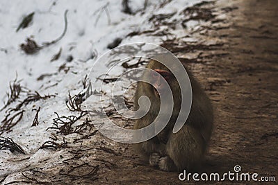 Snow Monkeys Japanese Macaques bathe in onsen hot springs of Nagano, Japan Stock Photo