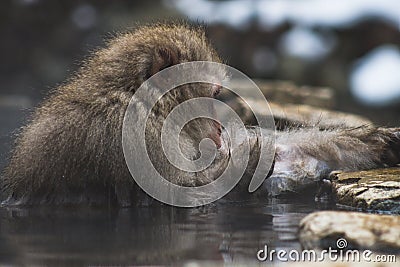 Snow Monkeys Japanese Macaques bathe in onsen hot springs of Nagano, Japan Stock Photo