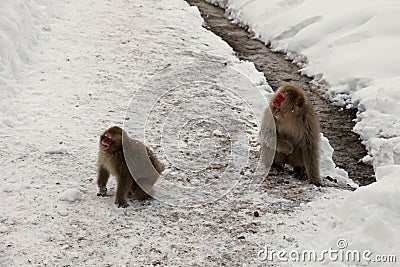 Snow monkeys, macaque bathing in hot spring, Nagano prefecture, Japan Stock Photo