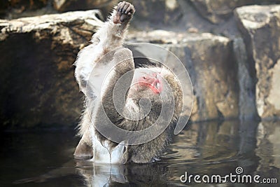 Snow monkeys, macaque bathing in hot spring, Nagano prefecture, Japan Stock Photo