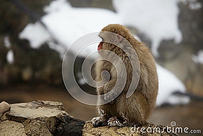 Snow monkeys, macaque, before bathing in hot spring, Nagano prefecture, Japan Stock Photo