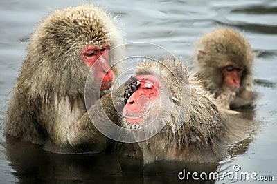 Snow monkeys, macaque bathing in hot spring, Nagano prefecture, Japan Stock Photo