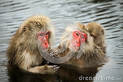 Snow monkeys, macaque bathing in hot spring, Nagano prefecture, Japan Stock Photo