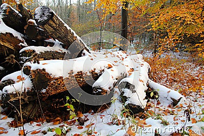 Snow and mushrooms coated tree trunks Stock Photo