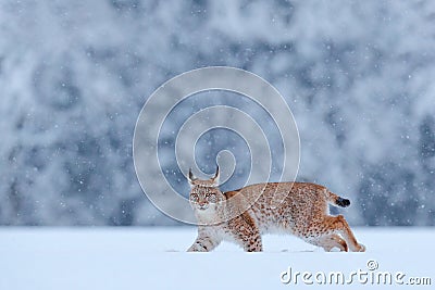 Snow nature. Lynx face walk. Winter wildlife in Europe. Lynx in the snow, snowy forest in February. Wildlife scene from nature, Stock Photo