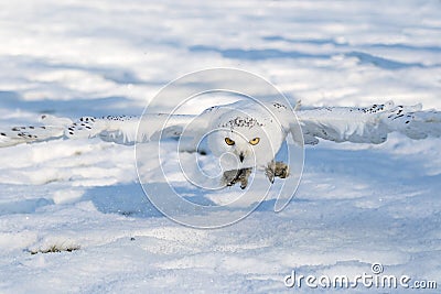 Snow owl flying just above the ground Stock Photo
