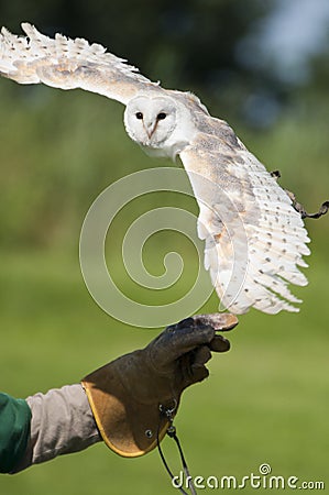 Snow owl on hand of trainer Stock Photo