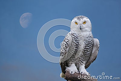 Snow owl portrait Stock Photo