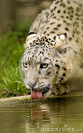 Snow Panther Stock Photo