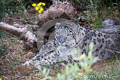 A Snow panther is resting in the mountain Stock Photo