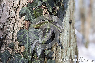 Snow in the park is a bright sunny happy winter day. Ivy on the bark of a tree. Stock Photo