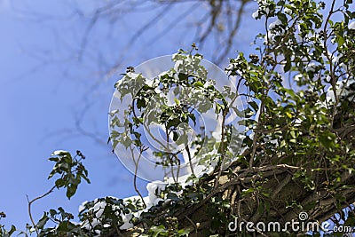 Snow in the park is a bright sunny happy winter day. Plant with snow on a tree bark. Stock Photo