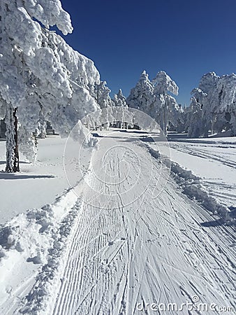 Snow Path for Cross-Country Skiing Stock Photo