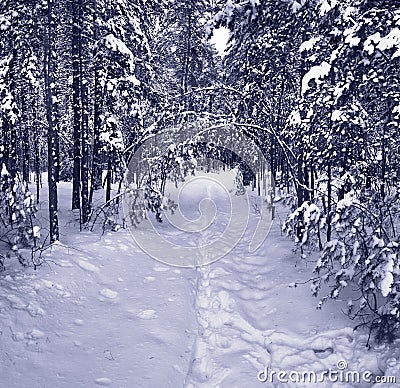 Snow path in winter forest Stock Photo