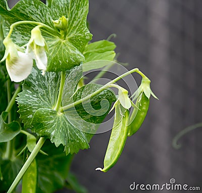 Snow peas on vine Stock Photo