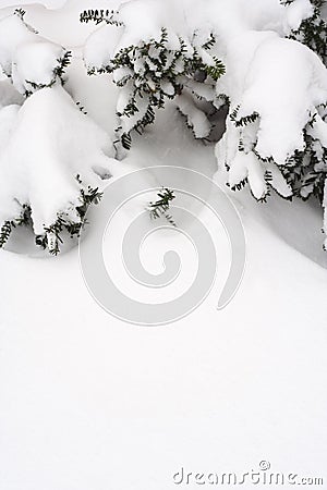 Snow pine branches frame Stock Photo