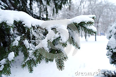Snow On Pine Needles Stock Photo