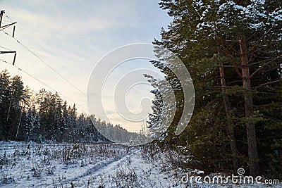 Snow road in spruce forest in winter day. Nice nature ladscape Stock Photo