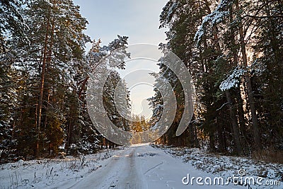 Snow road in spruce forest in winter day. Nice nature ladscape Stock Photo