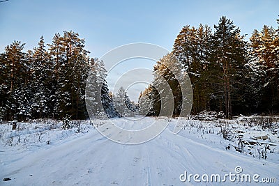 Snow road in spruce forest in winter day. Nice nature ladscape Stock Photo