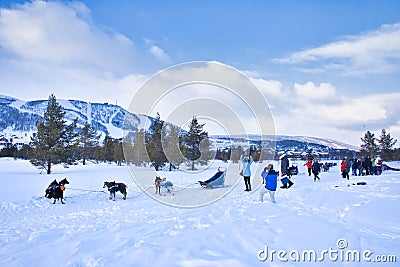 Snow Sled Dogs in Geilo, Norway Editorial Stock Photo