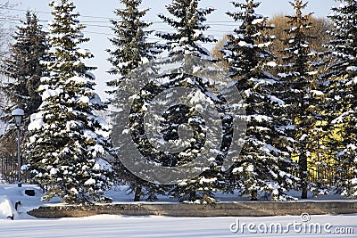 Snow on spruce branches in winter. Tall snow-covered fir trees grow in the city park. Beautiful winter landscape Stock Photo