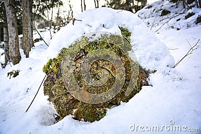 Snow, stone, forest, chunks, nature, landscape, rock Stock Photo