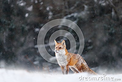 Snow storm with fox. Animal on the winter forest meadow, with white snow. Red Fox hunting, Vulpes vulpes, wildlife scene from Stock Photo