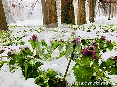 Snow, strong, plant, tenacious, green, white, vitality, small flowers. Stock Photo