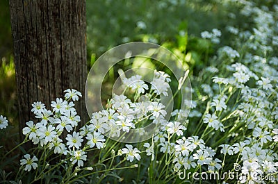 Snow In Summer Cerastium tomentosum Stock Photo