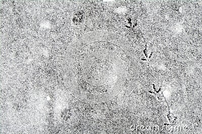 Snow texture with traces of small animals and birds, background Stock Photo