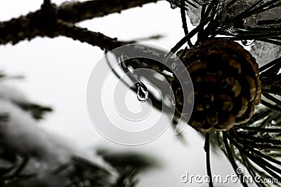Snow thaw in a frozen tree Stock Photo