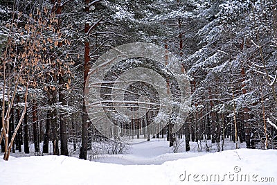 Snow trail in winter forest Stock Photo