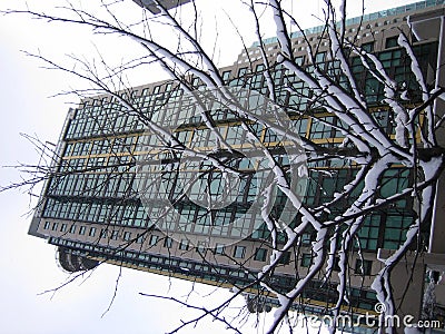 Snow Tree Against Building Stock Photo