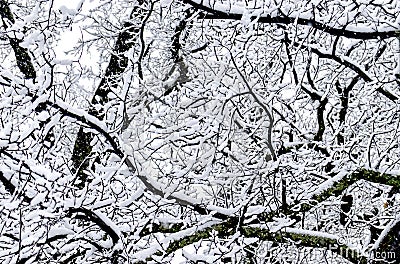 Snow in the tree branches NSW Australia Stock Photo