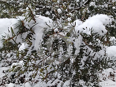 Snow on tree branches in winter snowfall Stock Photo