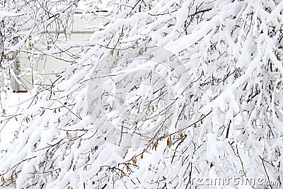 Snow on the tree branches. Winter View of trees covered with snow. The severity of the branches the snow. Snowfall in nature Stock Photo