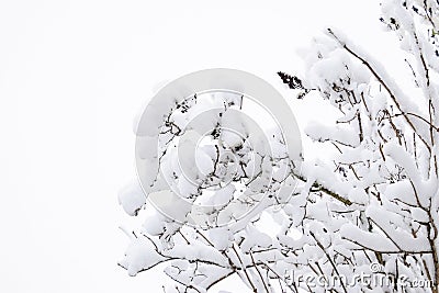 Snow on the branches. Winter View of trees covered with snow. The severity of the branches under the snow. Snowfall in nature Stock Photo