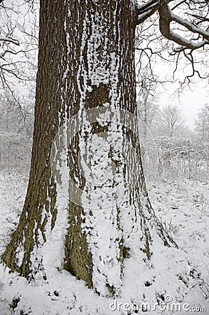 Snow on a tree trunk Stock Photo