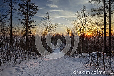 Snow tree in winter forest. Walk in winter forest at sunset. Path in the woods. Russian Winter landscape. Christmas tree in snow. Stock Photo