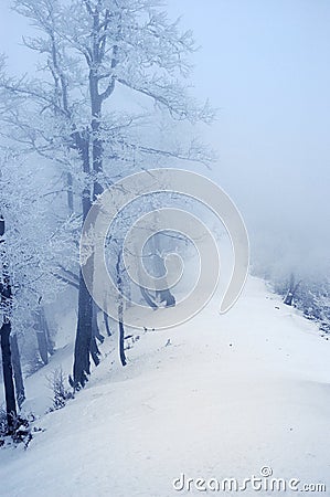 Snow trees, Carpathian Mountains Stock Photo