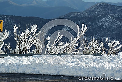 Snow on Trees Stock Photo