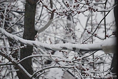 Snow web Stock Photo