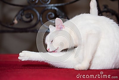Snow white domestic cat lick his paw Stock Photo