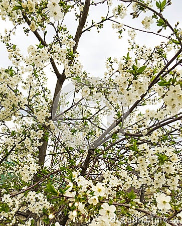 Snow-white flowers on a cherry tree. flowering cherry tree in spring Stock Photo