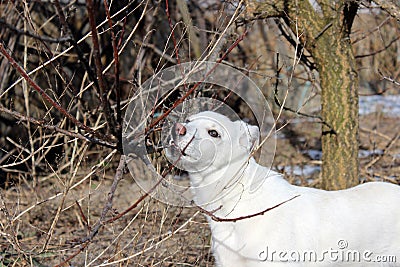 Snow-white dog without a breed for a walk in a sleeping garden Stock Photo