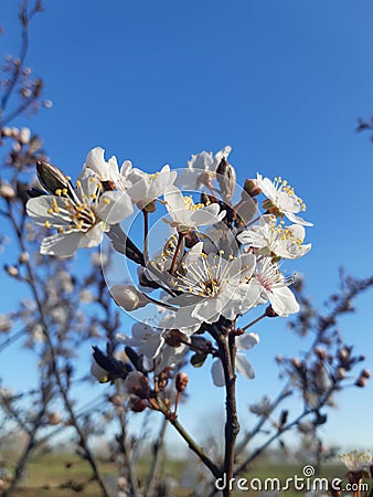 Snow-white wild plum flowers with yellow stamens on bare thin brown twigs. Stock Photo