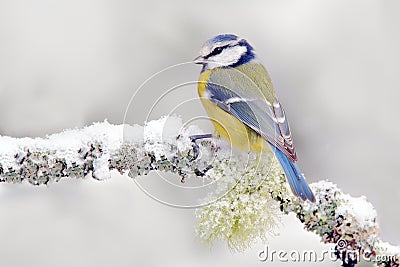 Snow winter with cute songbird. Bird Blue Tit in forest, snowflake and nice lichen branch. First snow with animal. Snowfall fit be Stock Photo