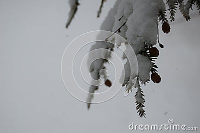 Snow, winter, snowing Stock Photo